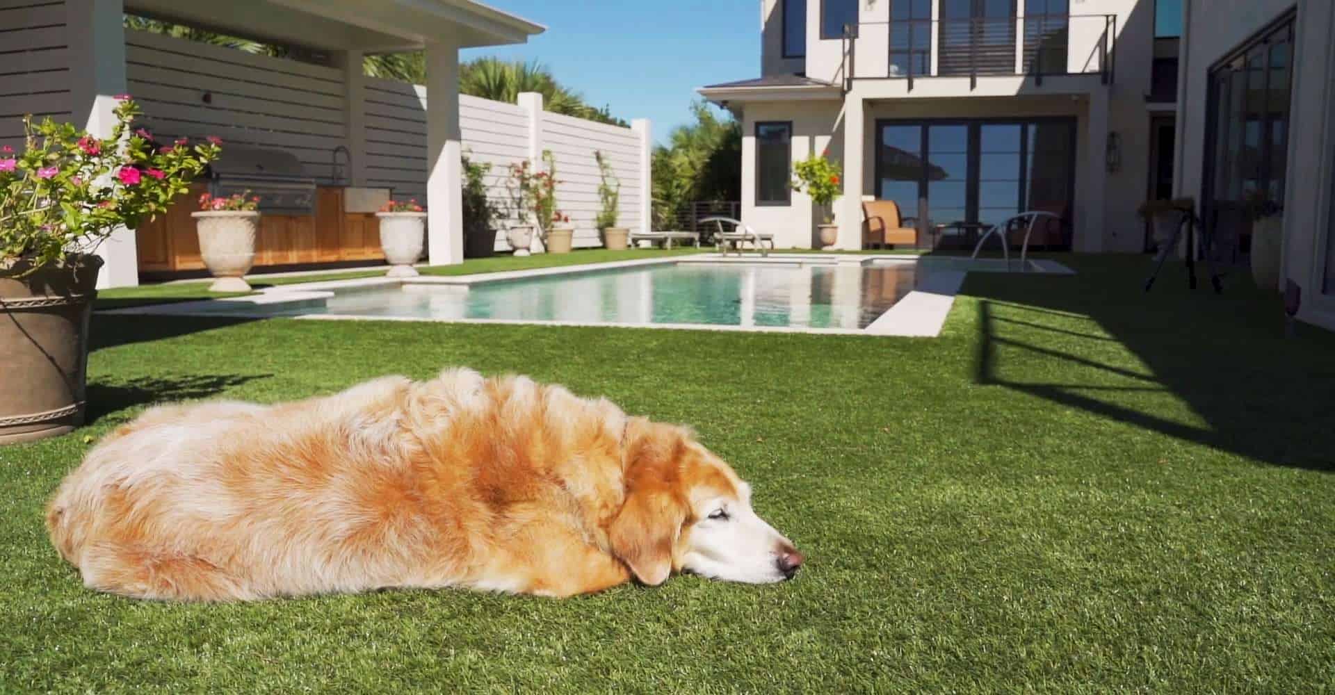 artificial turf for dogs