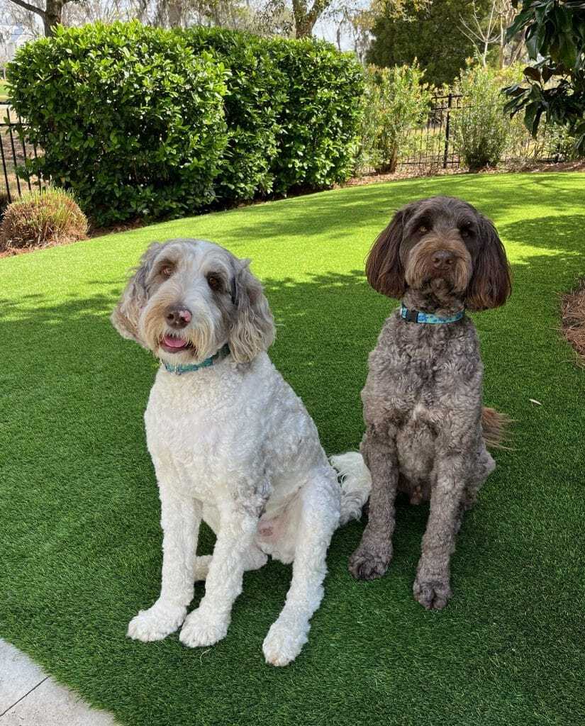 artificial turf for pets
