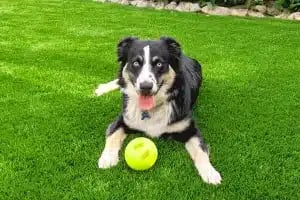 Denver-aritficial-turf-for-dogs-300x200