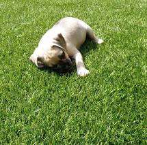 dog on on turf in orlando