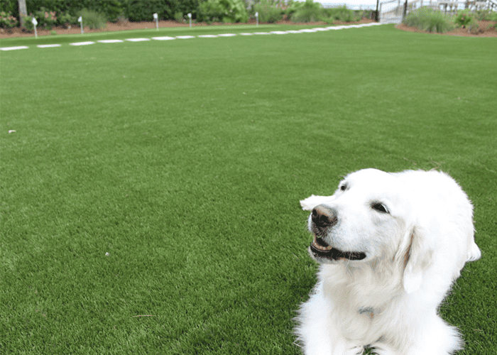 A dog on an artificial grass backyard