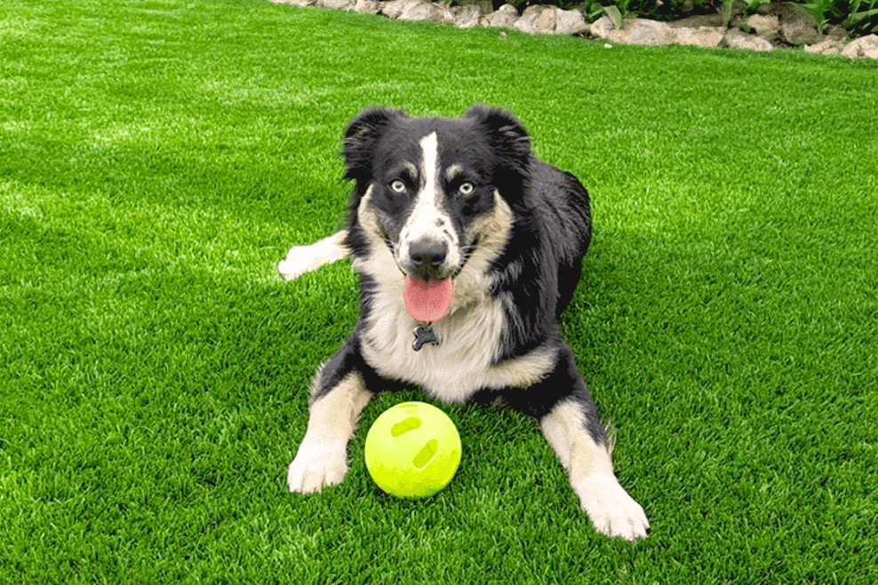 fake grass for dogs