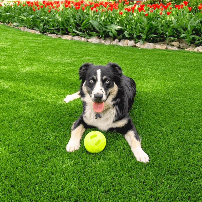 A dog sitting on an artificial grass field with a ball