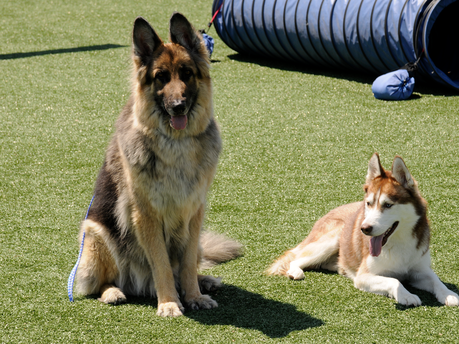 dogs-lounging-on-turf-1