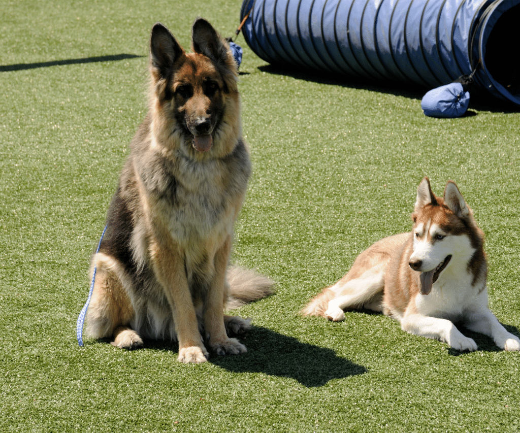 A group of dogs sitting on artificial grass
