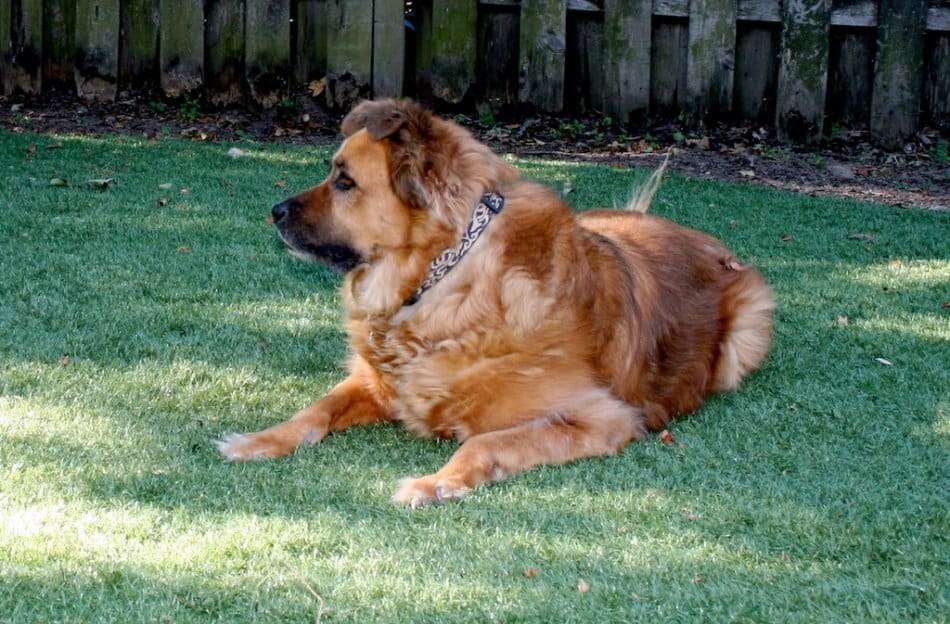 oregon_artificial_grass_dogs_1