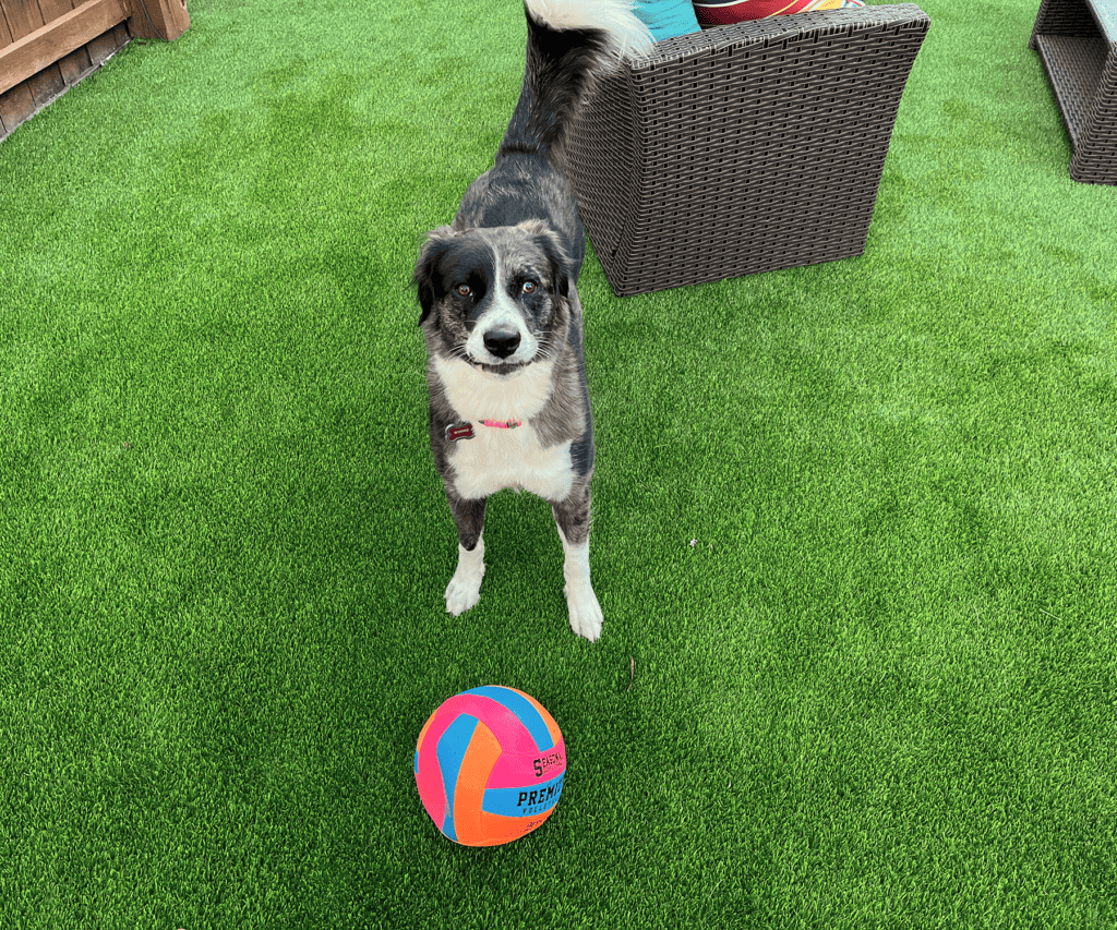 pet-artificial-grass-1024x853