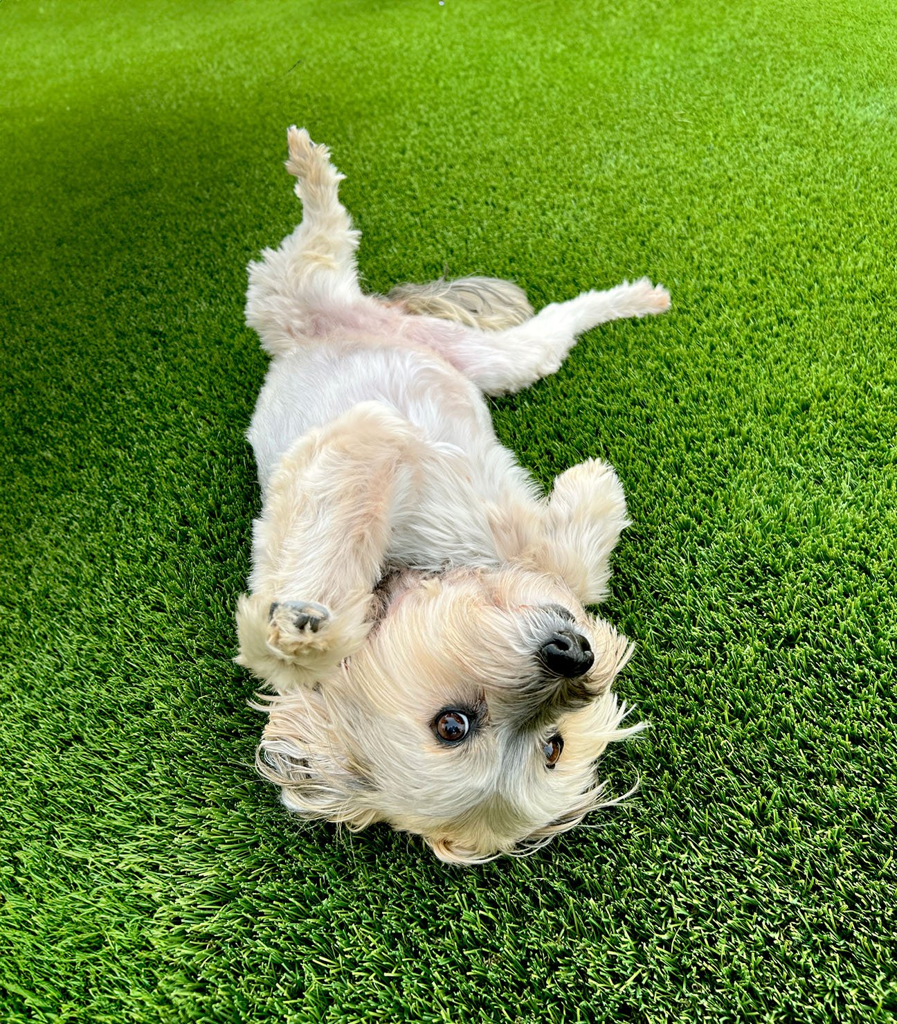 artificial-turf-dog-pickle-bar