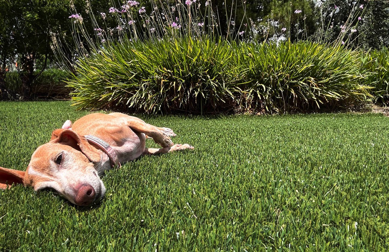 dog-laying-on-artificial-turf