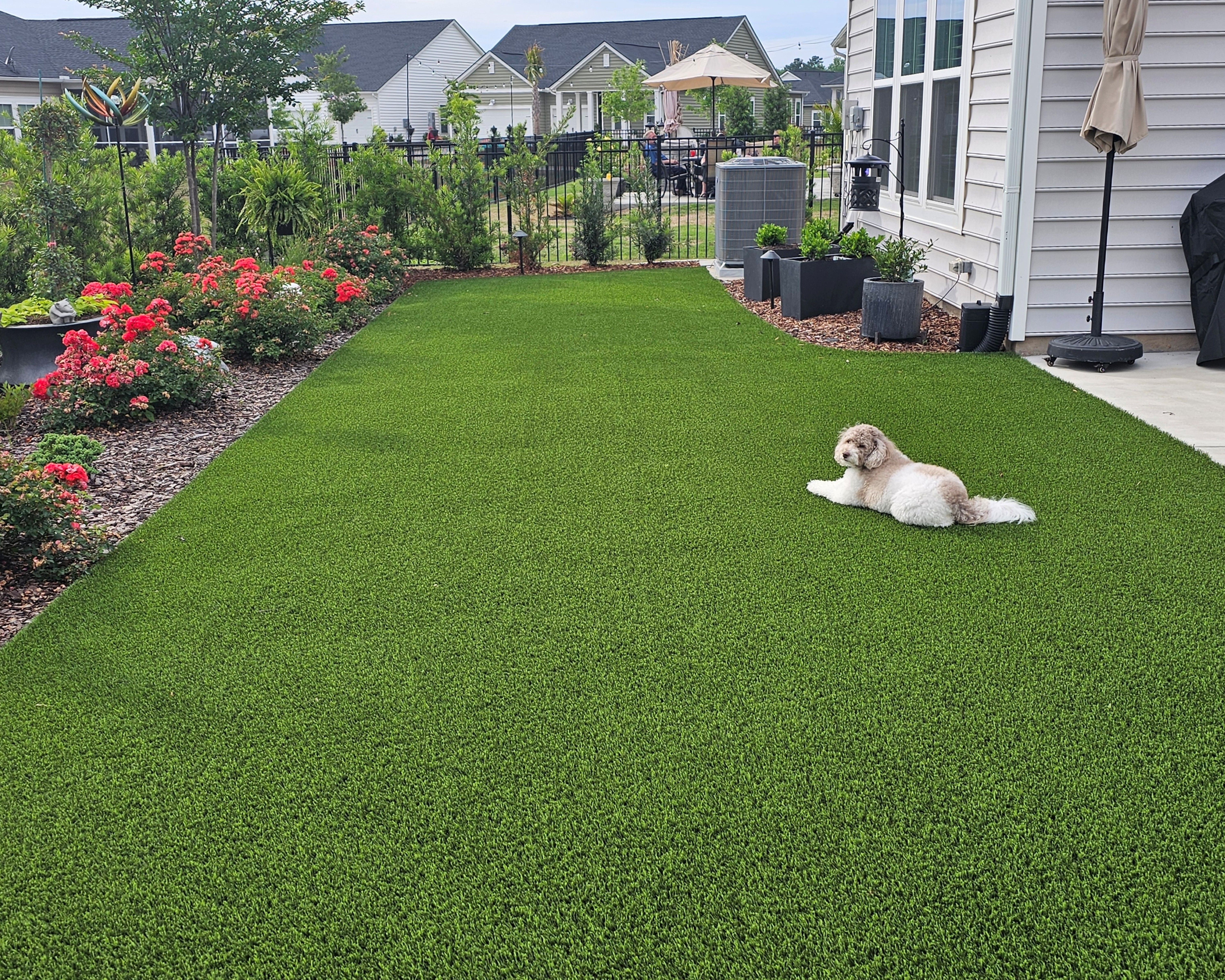 dog-artificial-grass