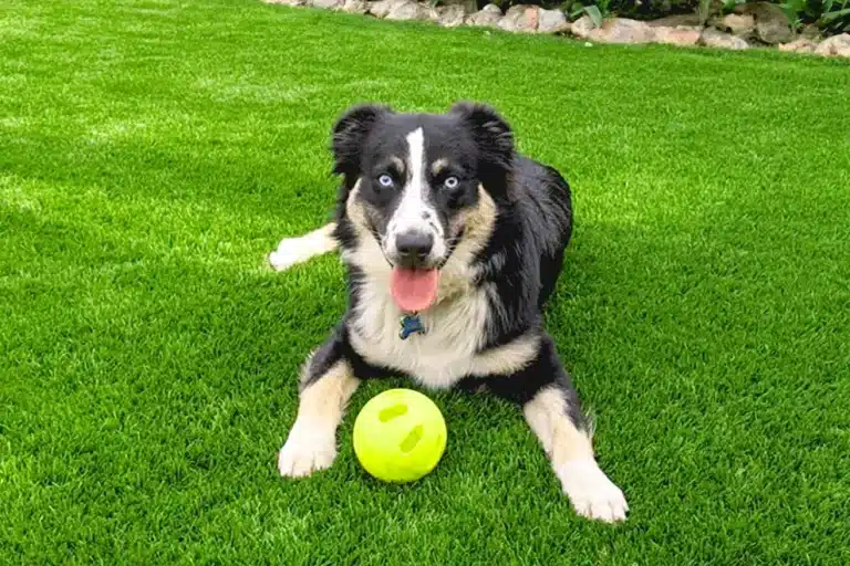 Denver-aritficial-turf-for-dogs-768x512