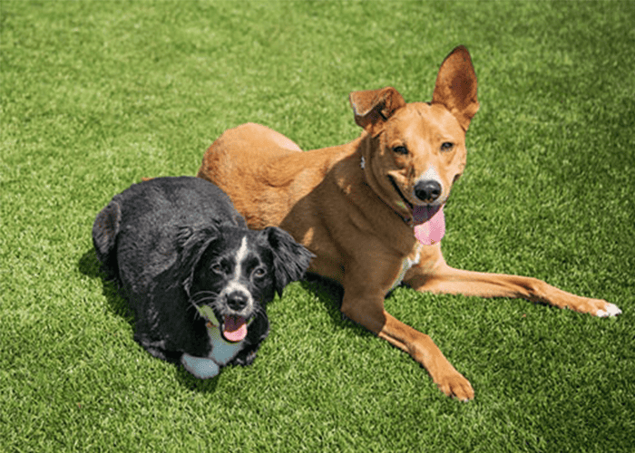 Two dogs lying on artificial grass
