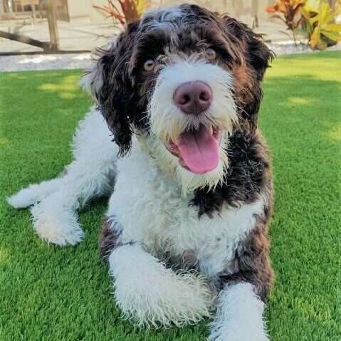 Artificial grass dog