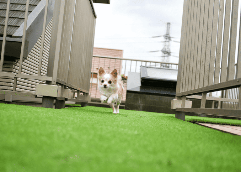 artificial-grass-is-good-for-dogs-in-raleigh-768x549