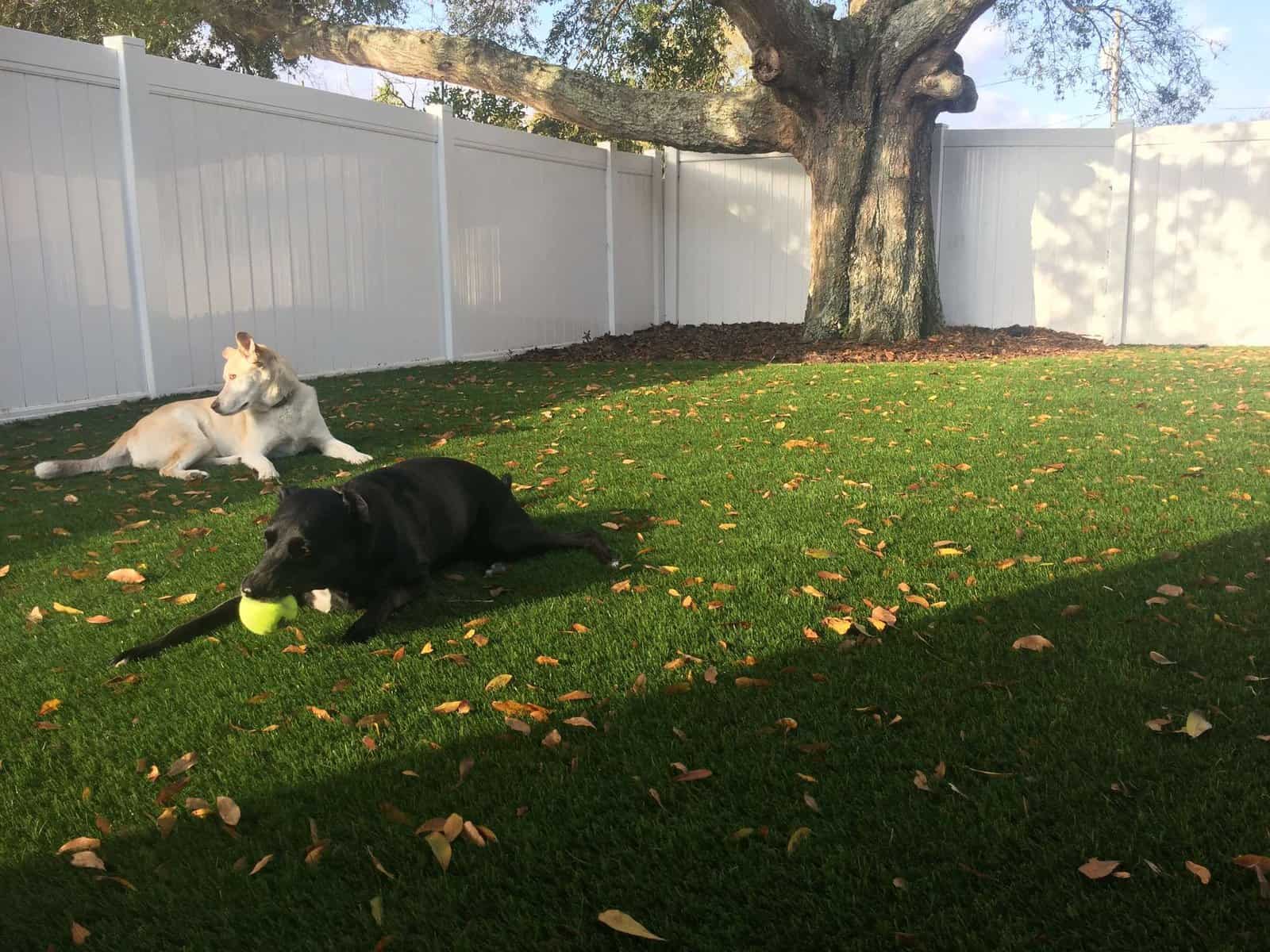 Artificial grass pet