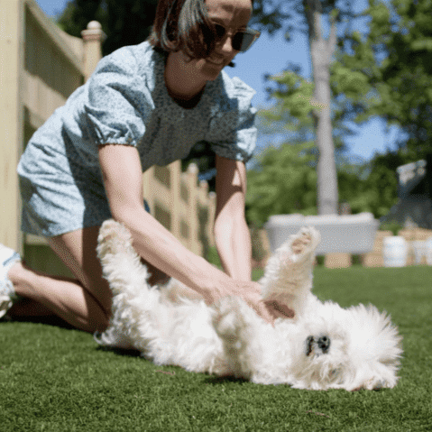 Denver artificial grass for dogs
