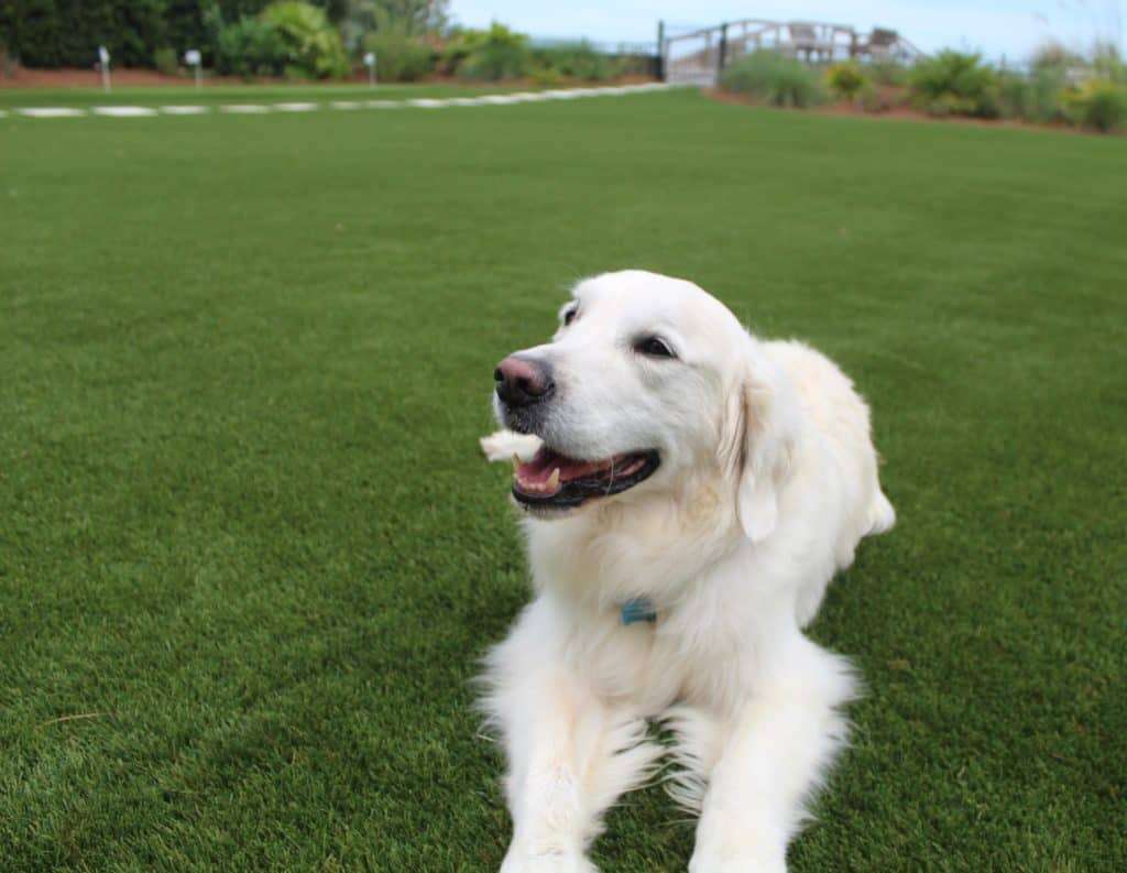 A golden retriver dog lying on artificial grass