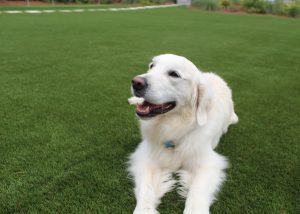 dog-artificial-grass-e1698768456927-300x214