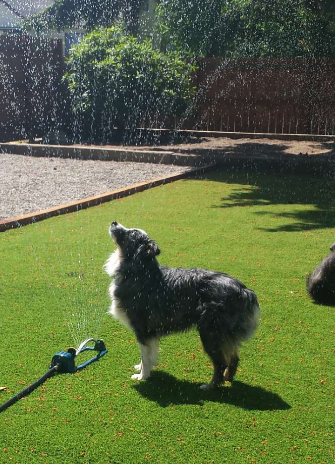 dog-playing-on-artificial-turf