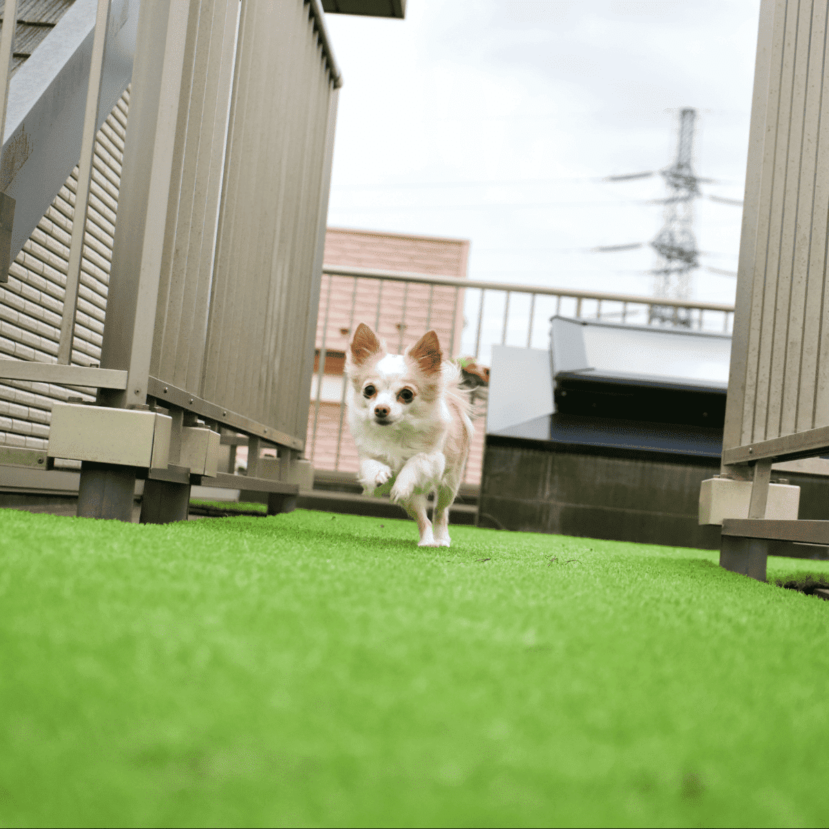 Fake grass for dogs e1702062811517