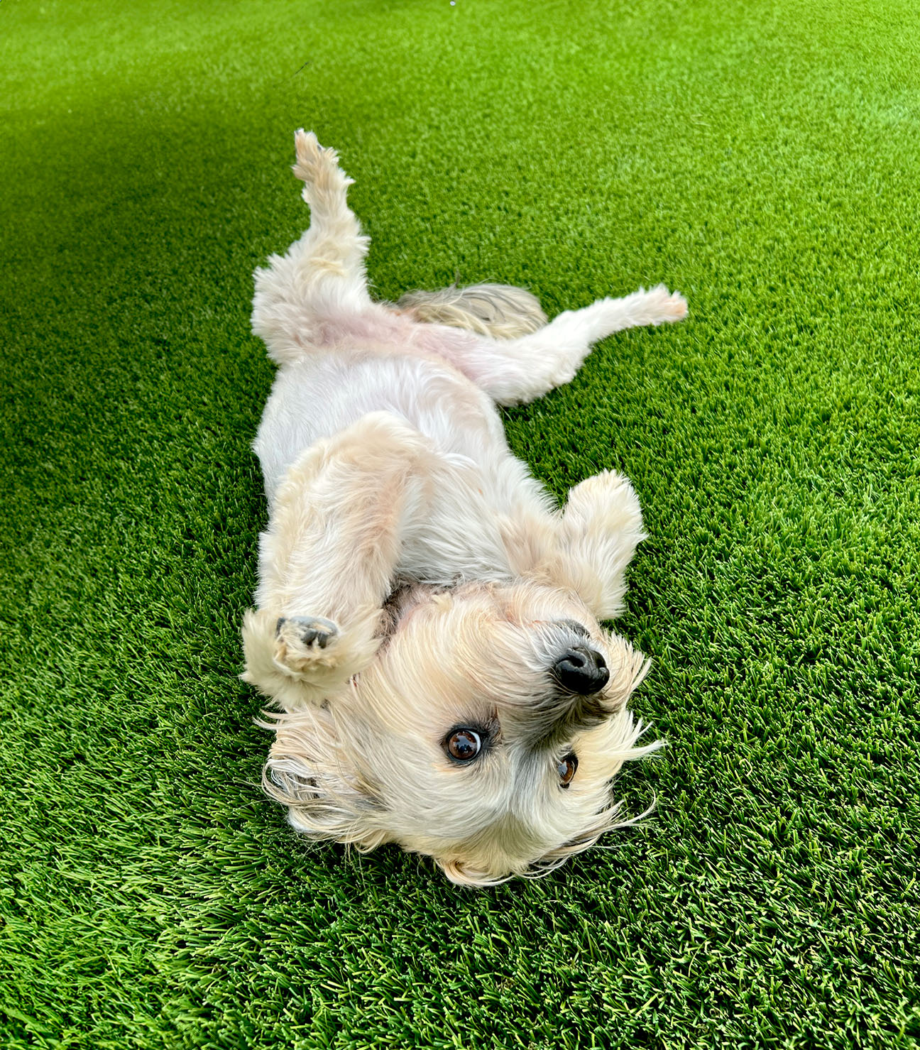 artificial-turf-dog-pickle-bar