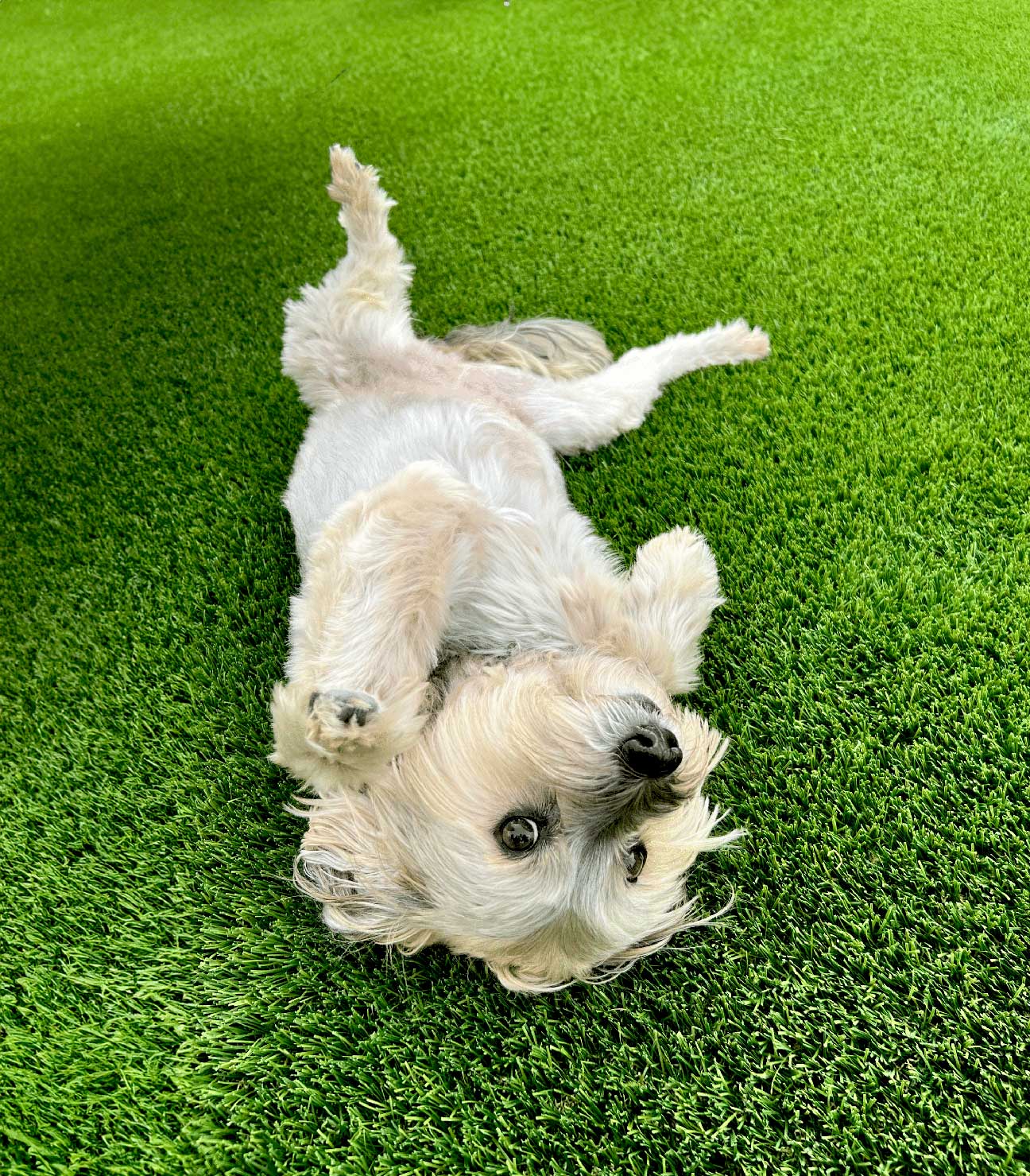 artificial-turf-dog-pickle-bar