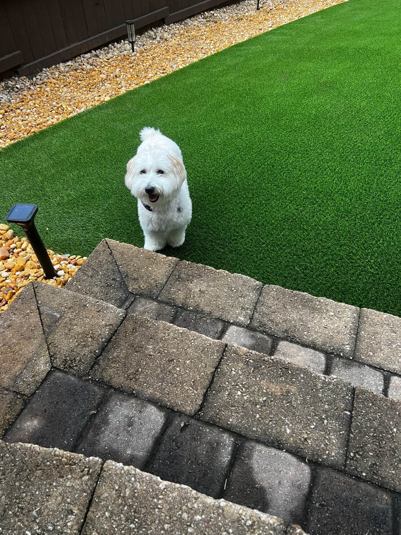 atl-dog-on-turf-1-1-rotated