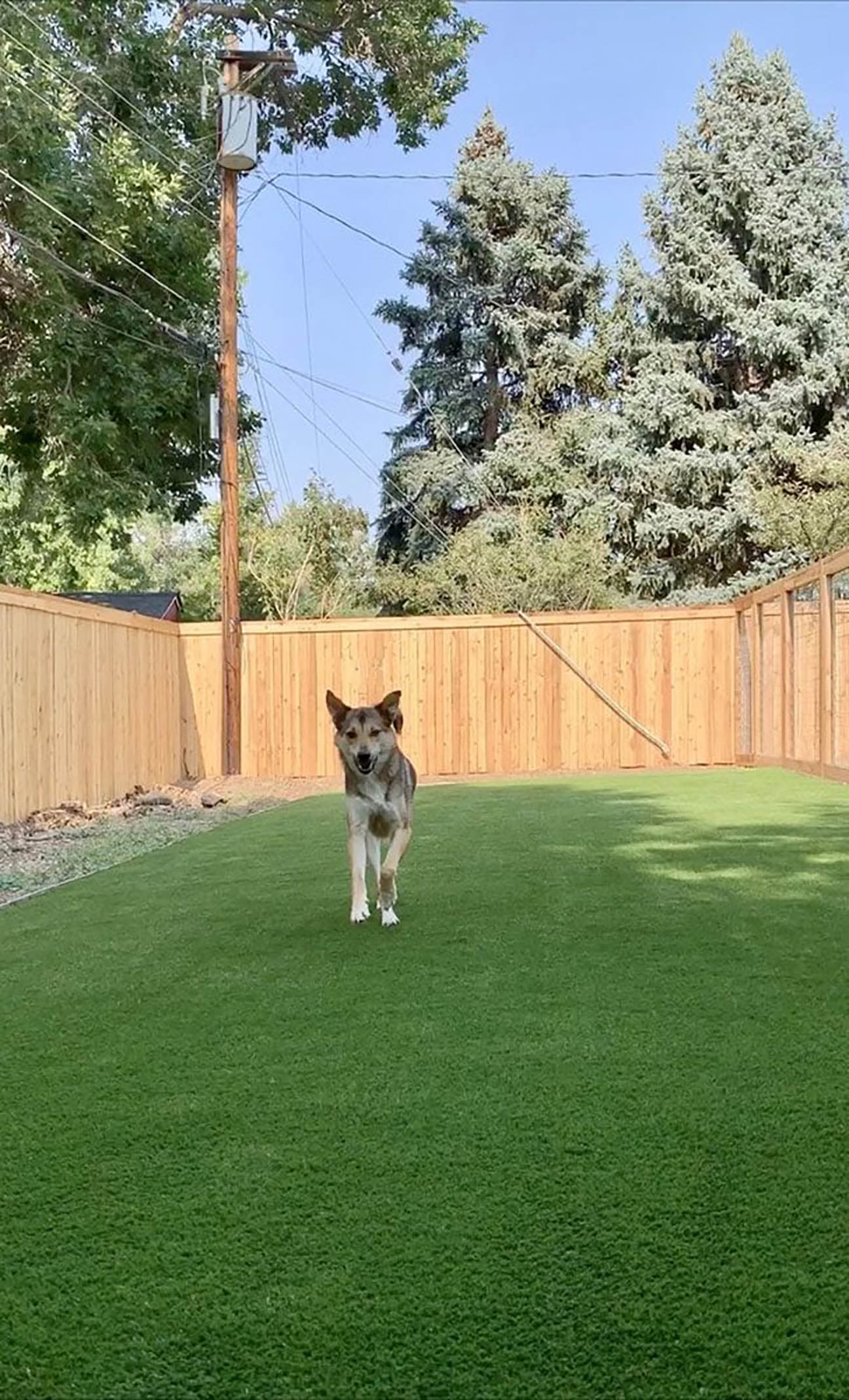 denver-pet-turf