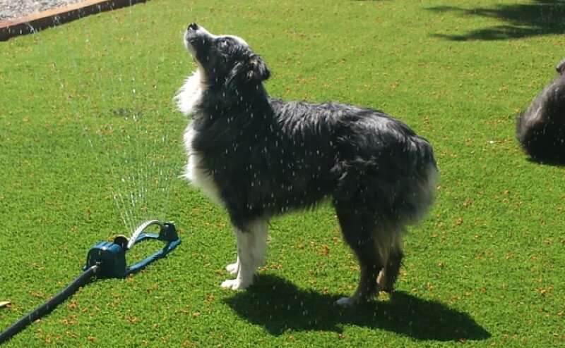 Dog playing in sprinkler