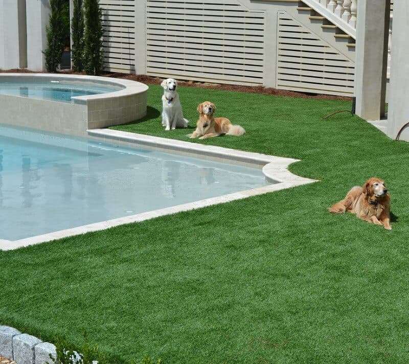 Dogs relaxing on artificial turf next to pool