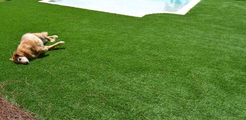 Dog rolling on artificial turf next to pool