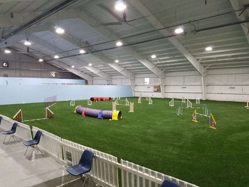 Walpole Dog Agility Course with artificial turf