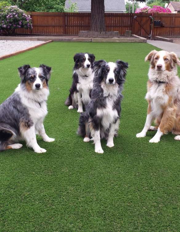 Four Australian shepherds sitting nicely on pet turf