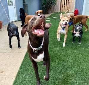 Dogs Playing on ProGreen Artificial Lawn