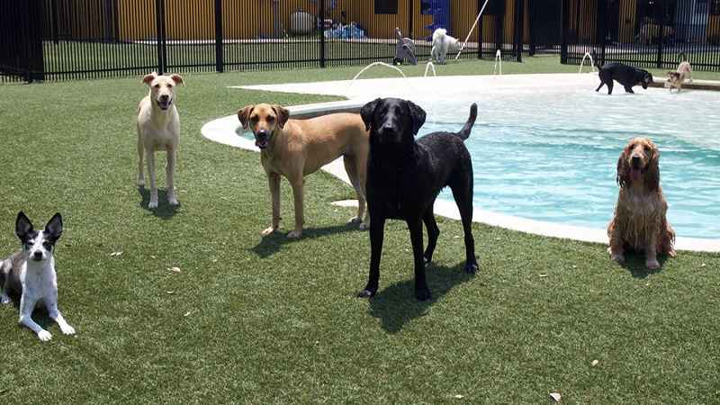 pet turf around dog pool at a doggie daycare