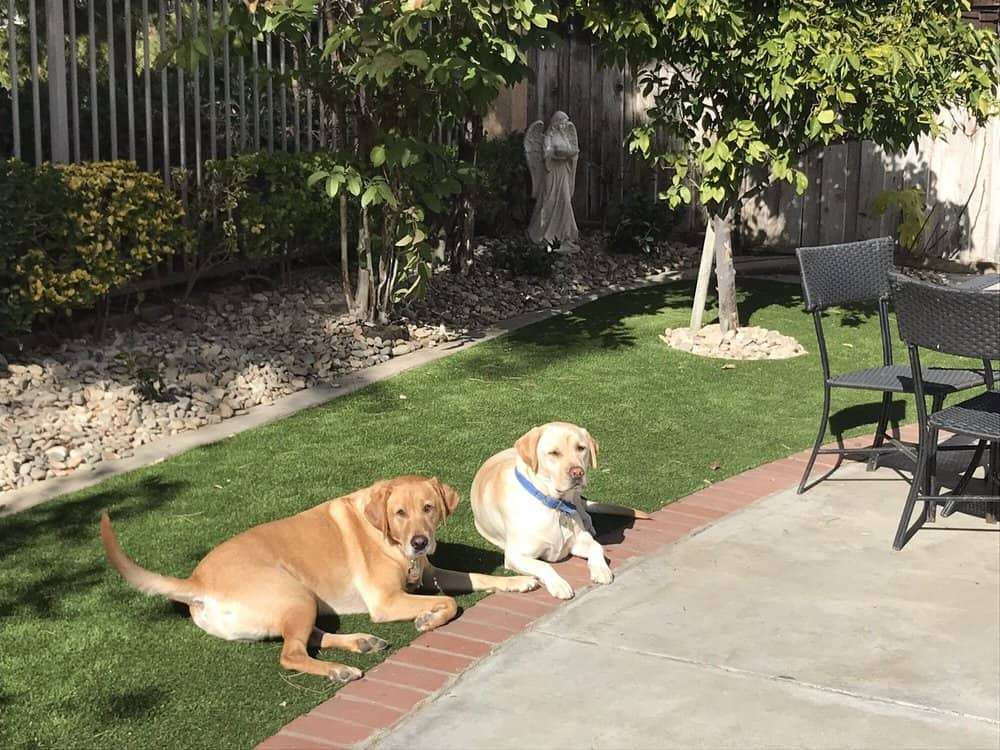 Two dogs lying on artificial grass lawn