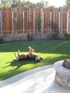 A dog lying on its back on artificial grass backyard