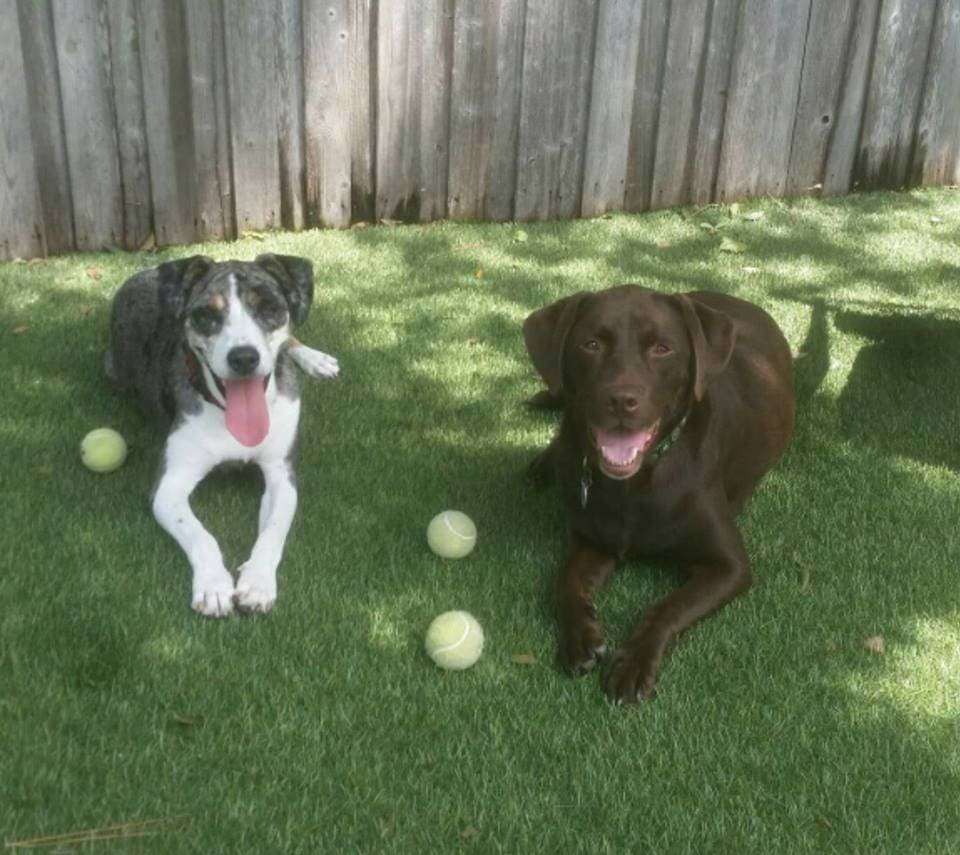 two dogs relaxing on shaded pet turf