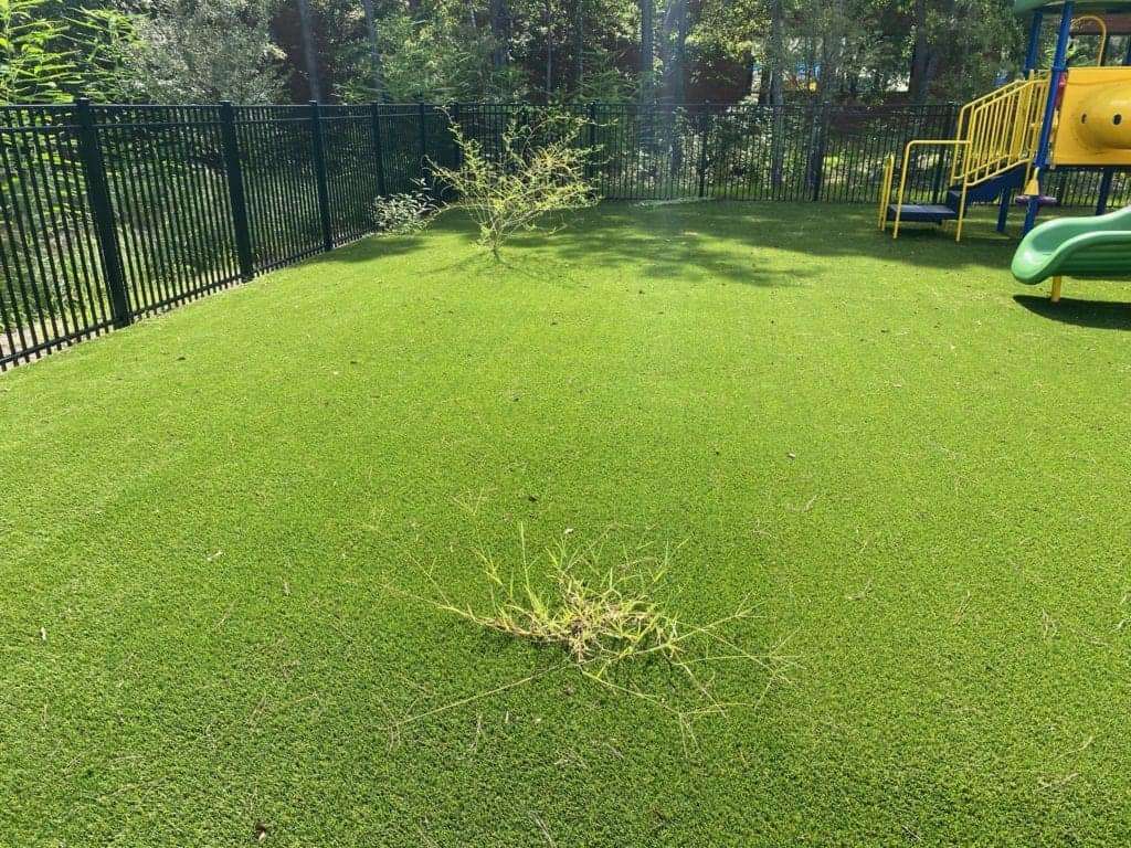 weed in artificial turf