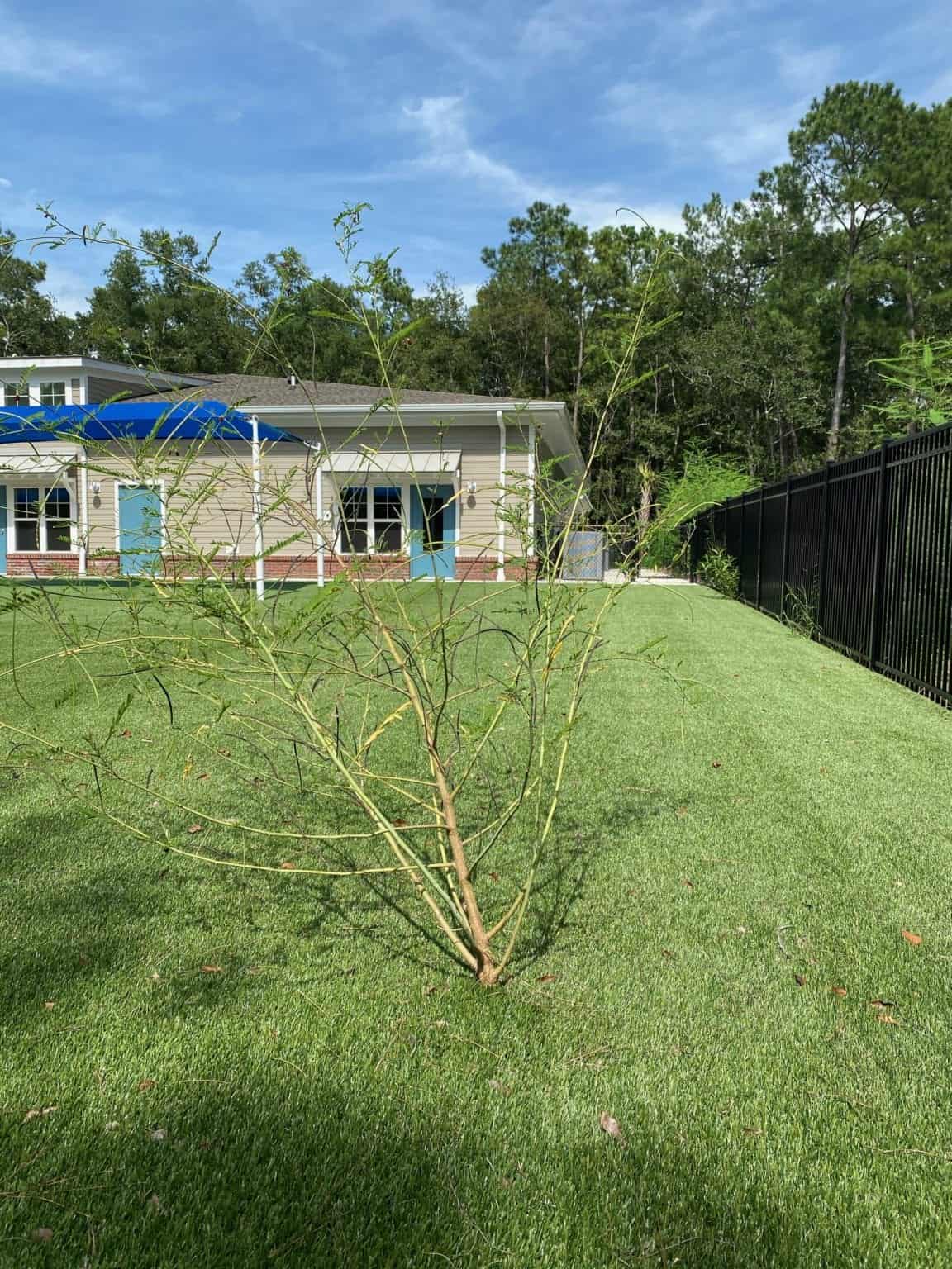 Weeds Growing in Artificial Grass What Gives? ProGreen