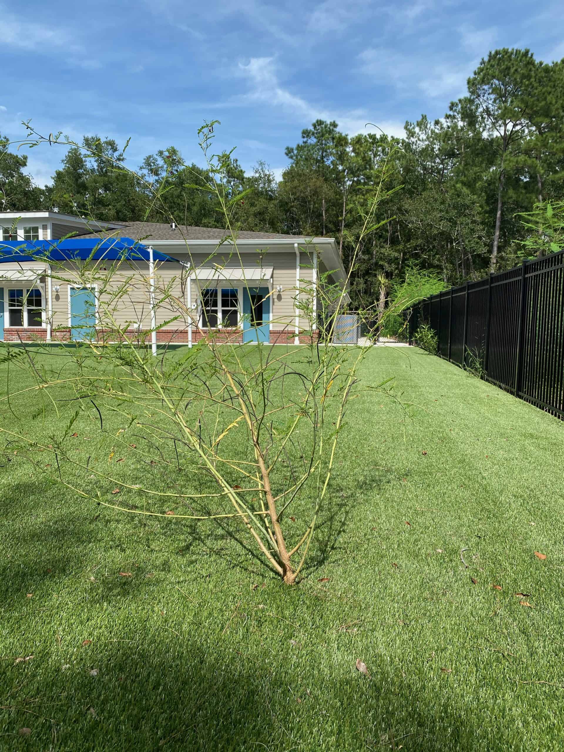 Weeds Growing in Artificial Grass What Gives? ProGreen