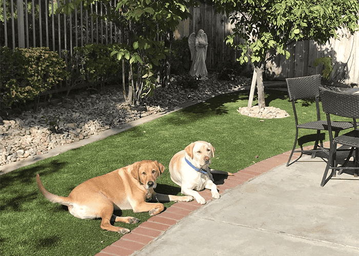 is artificial grass good for dogs