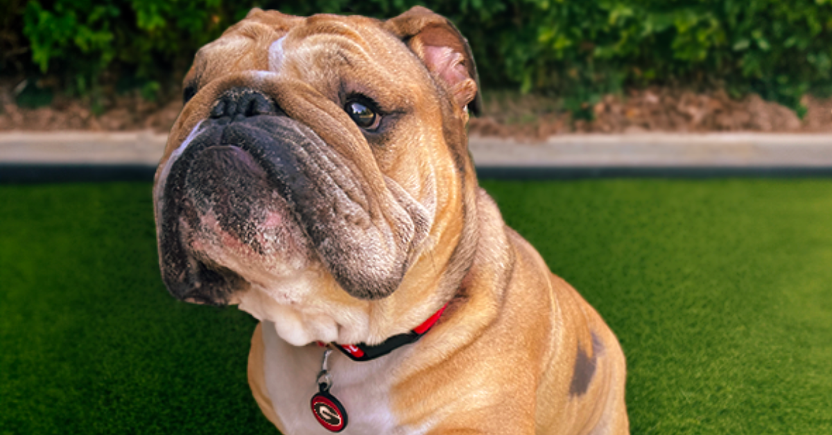 dogs sitting and laying on artificial turf