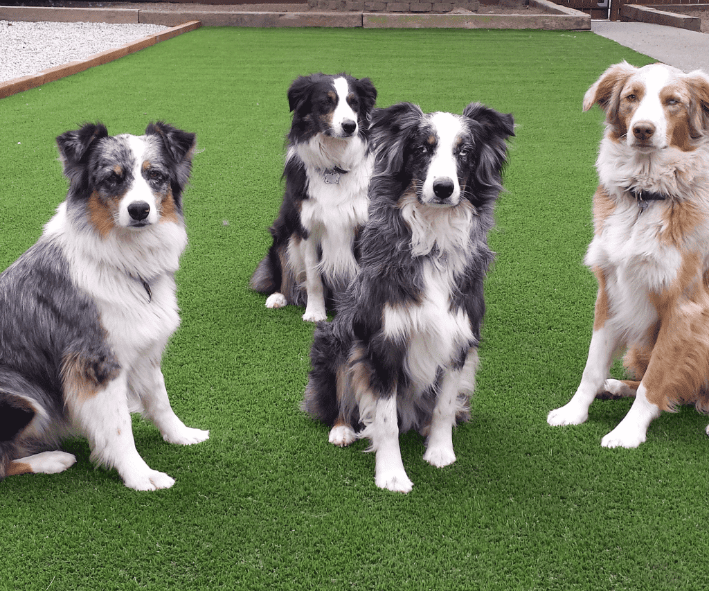 dogs on artificial turf denver