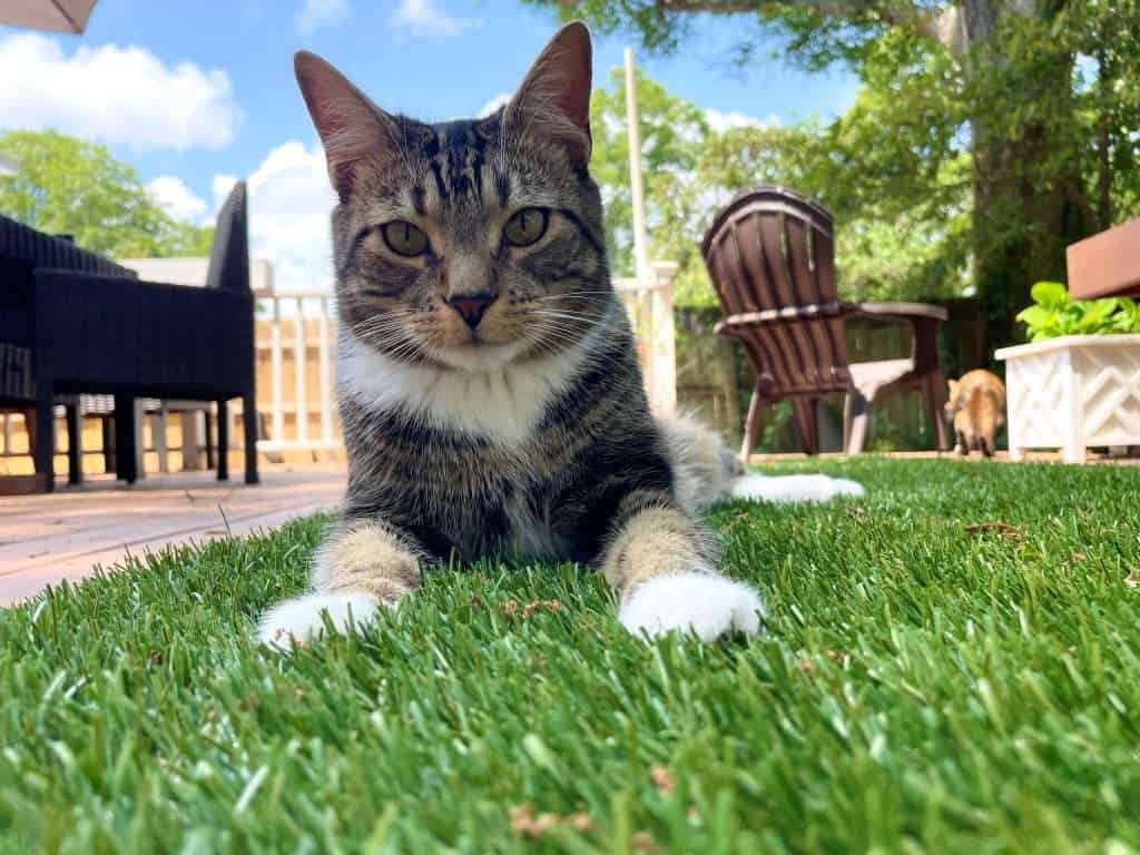 a cat on artificial turf 