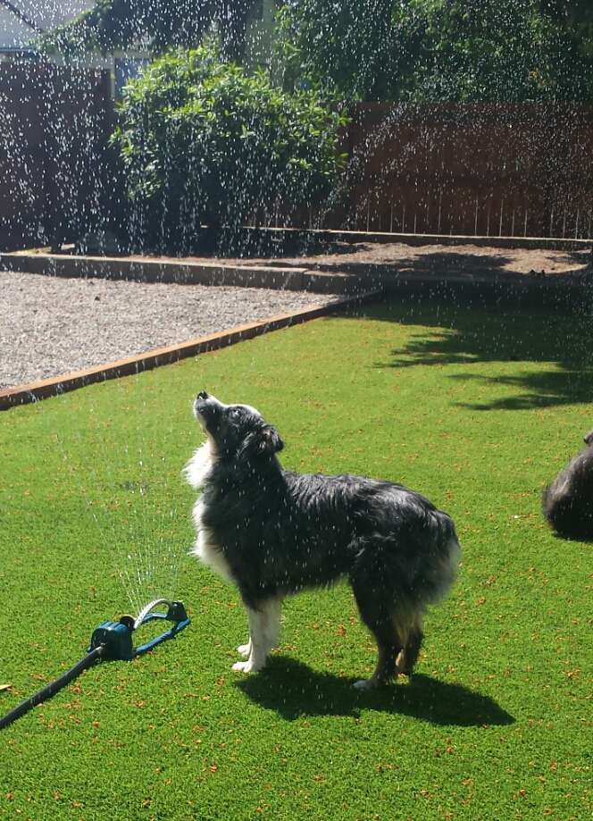 dog on artificial turf
