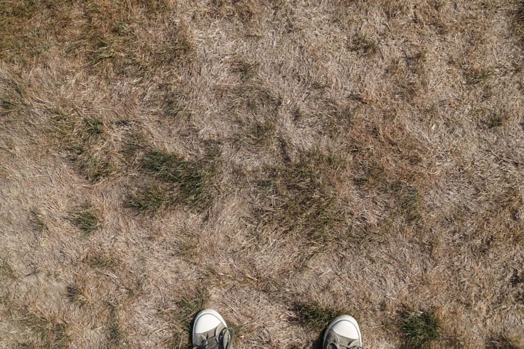 Dry dead grass lawn