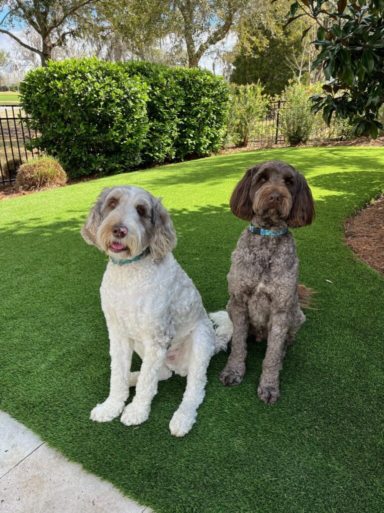 Progreen Charleston Pet Artificial Grass Dogs