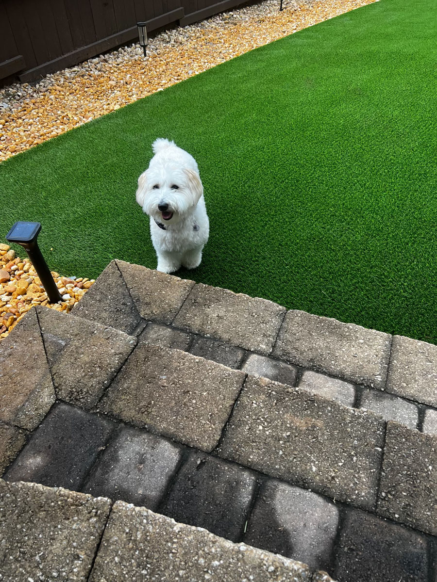 Atlanta dog on turf