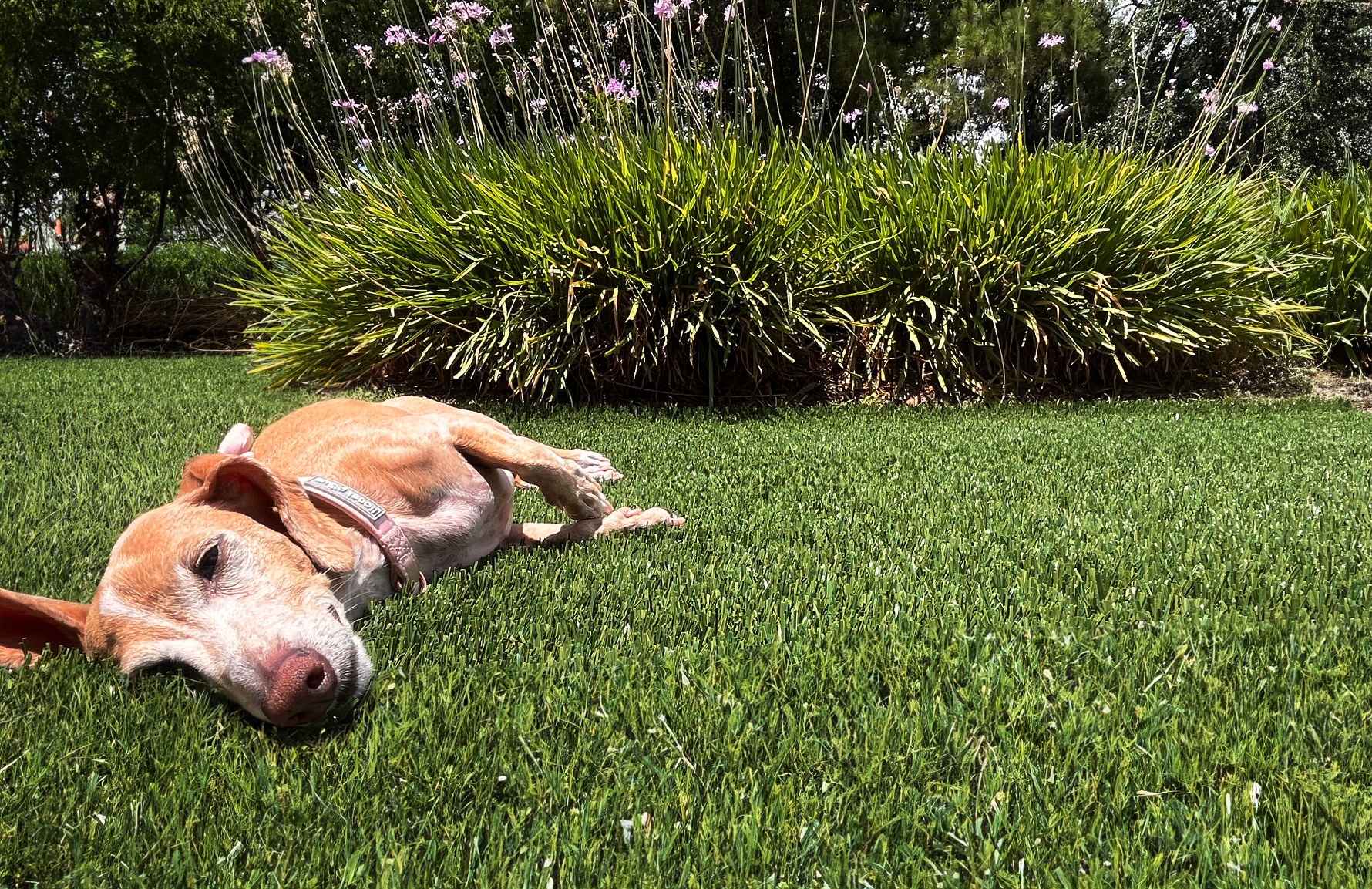 Dog laying on artificial turf in Charleston yard